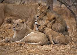 African Lion Family Lion Family Animals Lion