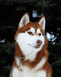 Red Husky Siberian Husky Dog Husky Dogs Siberian Husky Puppies