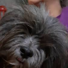 After watching these videos you will learn how to make lhaso apso haircut beautiful and how lhasa apso hair care. Lajo S Lhasa Apsos Posts Facebook
