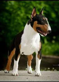 Black And White Bull Terrier Puppy Amazing Bull Terrier Bull Terrier Puppy Bull Terrier Bull Terrier Dog