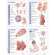 4 trimesters of childbearing charts english 4