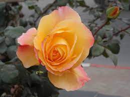 وردة برتقالية اللون plants flowers rose