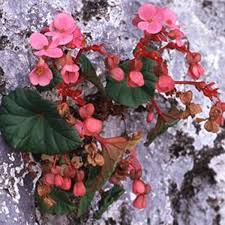 Image result for Begonia ciliobracteata
