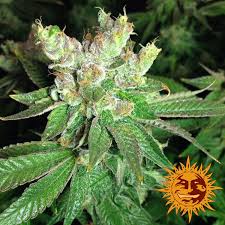 Cookie og is a hybrid strain containing a mixture of both, indica and sativa varieties. Cookies Kush Cannabis Seeds Barneys Farm
