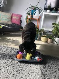 Just take a plastic jar and cut a few holes in the sides. Kol S Favourite Diy Enrichment Games For Dogs Kol S Notes