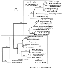 Image result for Wolffiella welwitschii