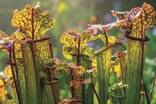 LEARN: Bog Gardening & Carnivorous Plants Workshop