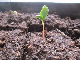 Then the roots grow down into the soil. Growing Apples From Seeds Vs Cloning Apples Forum At Permies