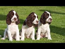Beautiful liver and white male english springer spaniel pup for sale. Pin On Springers