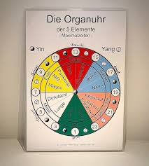Milz und bauchspeicheldrüse stress sorgen und kummer schlagen sich hier nieder. Organuhr