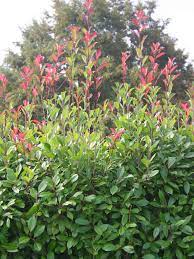 This is easy to understand. Removing Photinia Getting Rid Of Unwanted Photinia Plants
