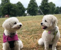 They are a great choice for people with allergies, as they are. Shichon 101 Everything You Need To Know About This Breed Animalso