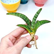 Image result for Sansevieria pearsonii