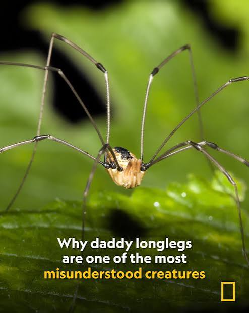 A persistent myth has left daddy longlegs widely misunderstood. Although  they resemble spiders, they belong to a different group of arachnids that  don't produce venom or silk. Instead, these creatures
