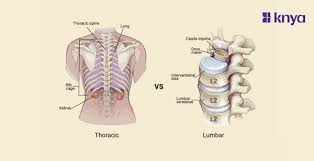 Image result for Lumbar vertebrae
