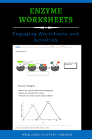 Enzyme Worksheet Biology Worksheet Biochemistry Activity Enzymes Activity