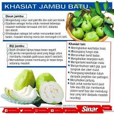 Banyak hal yang alam sediakan untuk kita. The Belantek Untuk Merasakan Manfaat Dari Daun Jambu Biji Boleh Dengan Cara Meminum Air Rebusan Rebusan Daun Jambu Biji Adalah Minuman Ubat Dengan Cara Merendam Daun Jambu Biji Dalam Air Mendidih