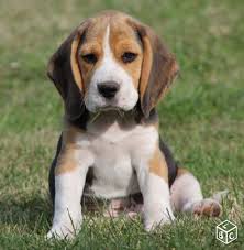 Le bon coin sarl, société à responsabilité limitée, au capital social de 8000,00 euro, dont le siège social est situé au 2 pl genev anthonioz de gaulle, 31100 toulouse, immatriculée au registre du commerce et des sociétés de paris sous le numéro rcs 504756644 représentée par. Epingle Sur Cabot