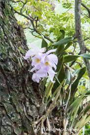Orchid Care 7 Surprising Things You Didn T Know About Growing Orchids Gardening From House To Home Orchid Care Growing Orchids Orchids In Water