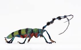 Black And White Striped Beetle Diastocera Wallachi Cerambycidae Longhorn Beetles Longhorn Beetle Longhorn Beetle