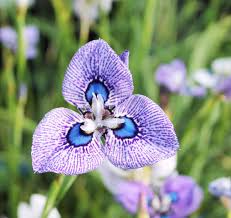 Image result for Moraea bella