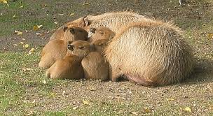 A característica mais chamativa na capivara é seu grande porte: Mamiferos Hydrochoerus Hydrochaeris El Roedor Gigante Enciclopedia Animal