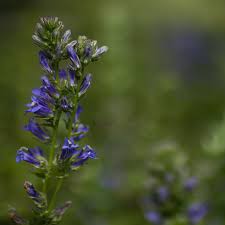 Image result for Lobelia dissecta