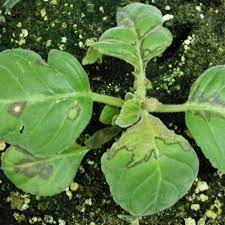 Empirical treatment of bowel dysbiosis is unacceptable. Impatiens Necrotic Spot Insv Plant Disease Diagnostics Clinic