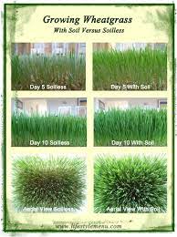 Wheatgrass comes from the same plant as wheat and flour. 54 Wheat Grass Ideas Wheat Grass Grass Growing Wheat Grass