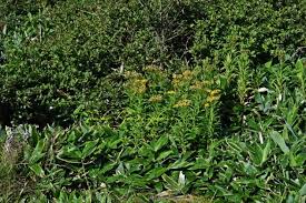 Image result for Senecio milanjianus