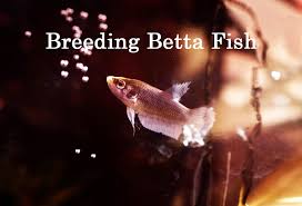 Everything you need to know about betta fish and betta fish care, including aquarium setup, feeding, breeding, treating betta illness and more. How To Breed Betta Fish A Step By Step Guide Aquarium Online Store