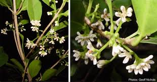 Image result for Chionanthus foveolatus
