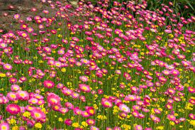 Some are suited to full sun, others are best for shade. Australian Native Plants The Essential Guide Better Homes And Gardens