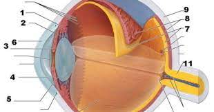 Eye Flashcards Quizlet Flashcards Segmentation Study Tools