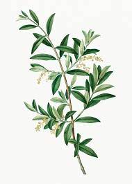 Download Premium Illustration Of Vintage Green Olive Branch Plant Botanical Illustration Vintage Plant Illustration Leaves Illustration