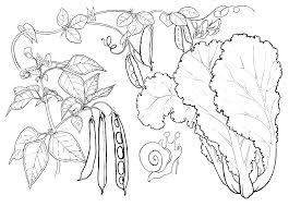 Kidney beans coloring page from beans category. Coloring Page Lettuce Peas And Beans