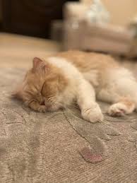 My Little Angel Her Name Is Katkoot Arabic For Cute Cat
