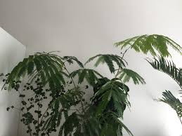 多肉and観葉植物world 3月 2016