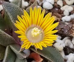 Image result for Nananthus aloides