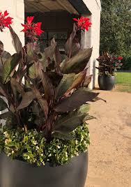 Canna attack of trips canna fly potting soil canna gnat canna aphid. Horn Canna Farm Cannas Are A Thriller In Container Gardening Blog
