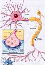 Sistem saraf echinodermata dikenal dengan saraf plexus, echinodermata tidak mempunyai otak dan hanya mempunyai cincin saraf pusat (ring nerves) berbicara tentang sistem gerak pada hewan, tentu memiliki perbedaan antara sistem gerak hewan vertebrata maupun sistem gerak invertebrata. Sistem Saraf Pada Ruminansia