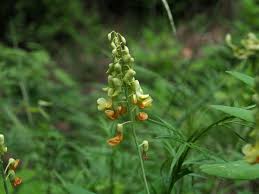 Image result for Lathyrus hygrophilus