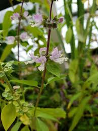 Image result for Ocimum americanum