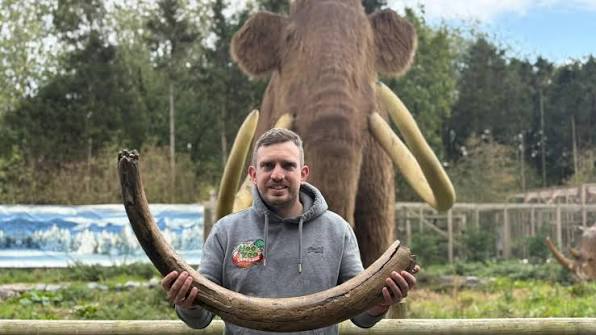 Ancient woolly mammoth tusk on display at Telford's Hoo Zoo