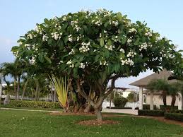 Amazing Front Yard Frangipani Garden Ornamental Trees Plumeria Tree Beautiful Gardens