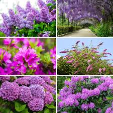 It has lovely, variegated evergreen foliage, with new growth. 18 Purple Flowering Shrubs That Ll Beautify Your Garden Diy Crafts