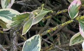Additional diseases which may appear include witches' broom, stem dieback, and fungal leaf spots. Expert Advice On Growing Euonymus Fortunei