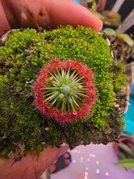Image result for Drosera pilosa