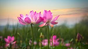 Beautiful flowers flower background flowers flower hd wallpaper nature. Over The Years I Ve Been Given Tons Of Financial Advice Some Good Some Bad Here Are 5 Of The Best Lotus Flower Wallpaper Lotus Wallpaper Flower Wallpaper