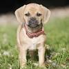 Golden retriever este un caine ideal pentru copii, intrucat este prietenos, loial si foarte destept. Https Encrypted Tbn0 Gstatic Com Images Q Tbn And9gctnceeh7rogoc3kgdbwxwspamsoruz1l9kqz4j4co8nrbx4m Mk Usqp Cau
